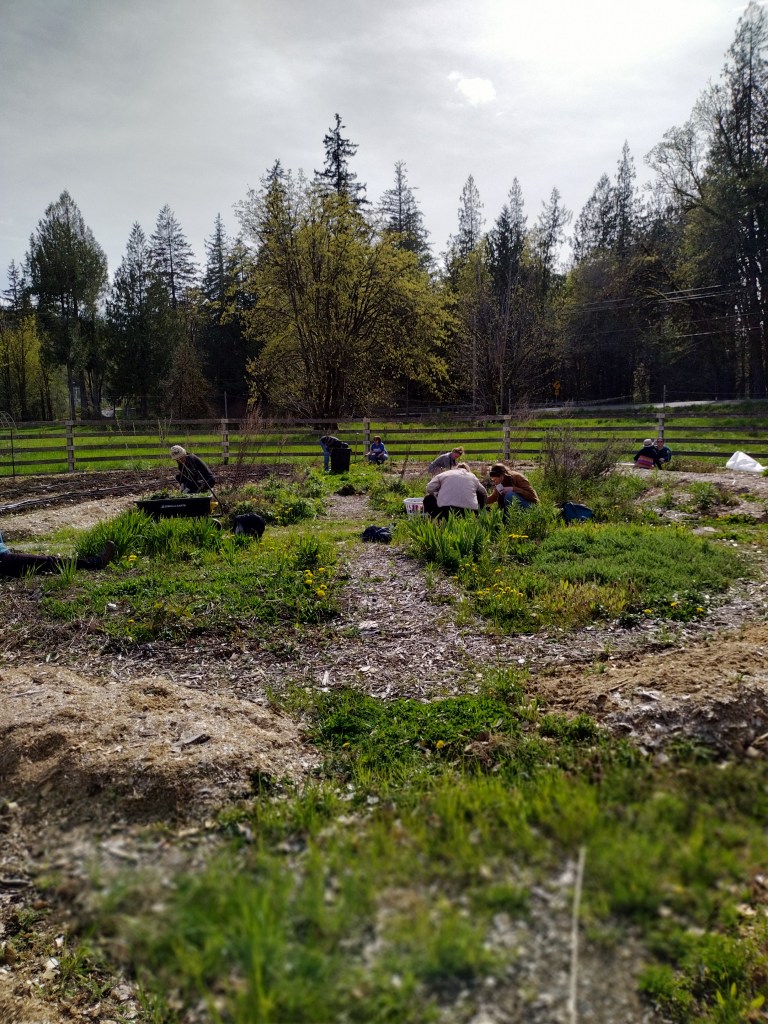Weeding work party at Salish Roots Farm, 2024 (people crouching in the garden weeding at Salish Roots Farm)